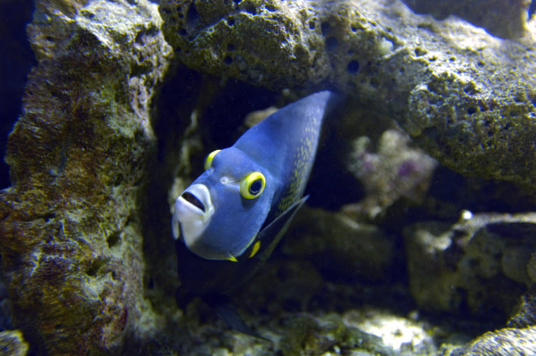 poisson - aquarium de Guadeloupe