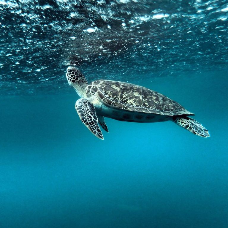 Tortue - Aquarium de Guadeloupe 