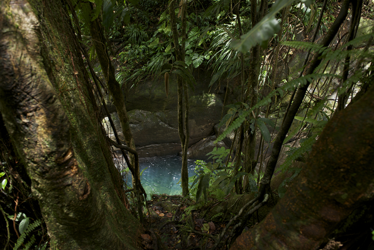 forêt tropicale