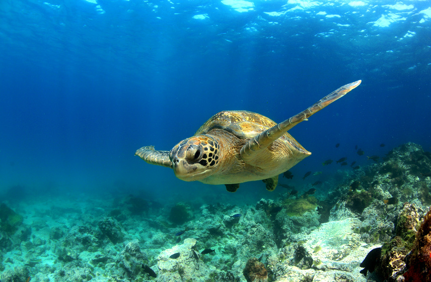 Tortue, plongée les Saintes