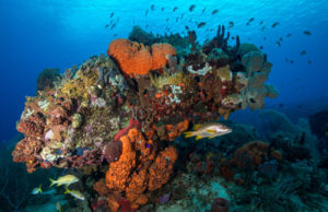 Encores de coraux ïles de Guadeloupe