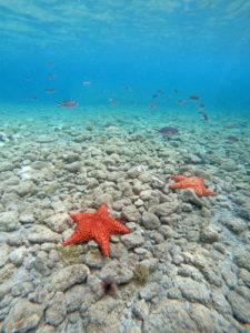 Etoile de mer Îles de Guadeloupe