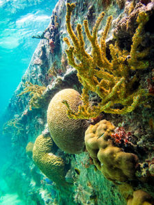 Coraux Îles de Guadeloupe