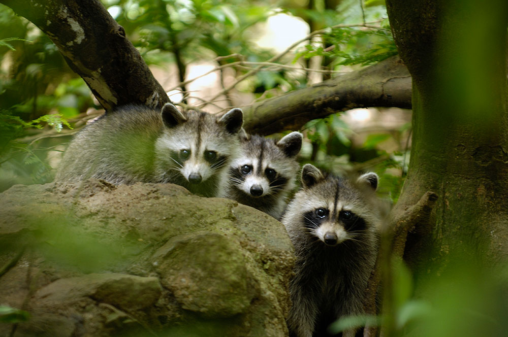 Racoon Parc Zoologique